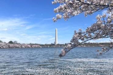 The Washington Monument