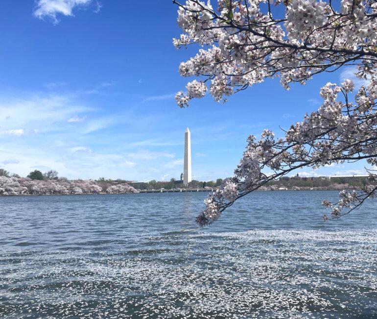The Washington Monument