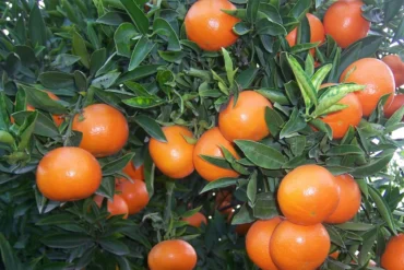 „Fruta” czy „fruto” – jak powiedzieć „owoc” po hiszpańsku?