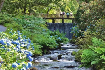 C1 Advanced Essay Writing: Protecting the Natural Environment
